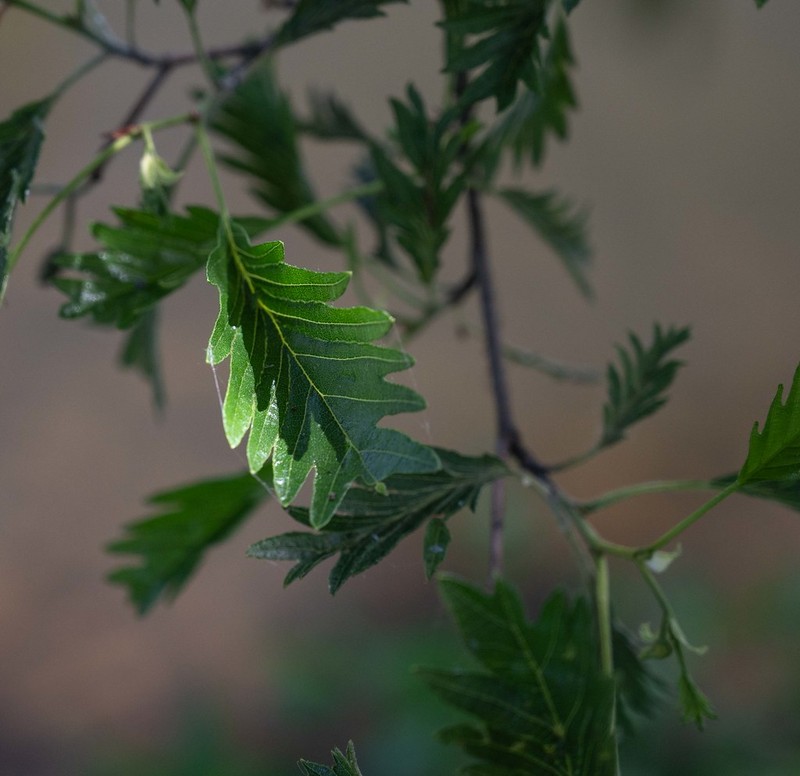 Alnus glutinosa subsp. glutinosa photo 3
