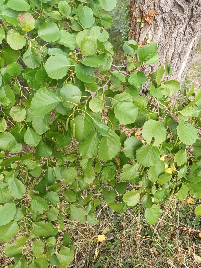 Alnus glutinosa subsp. glutinosa photo 4