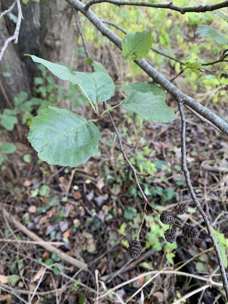 Alnus glutinosa subsp. glutinosa photo 5