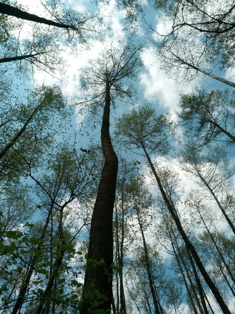 Alnus glutinosa subsp. glutinosa photo 6