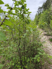 Alnus glutipes