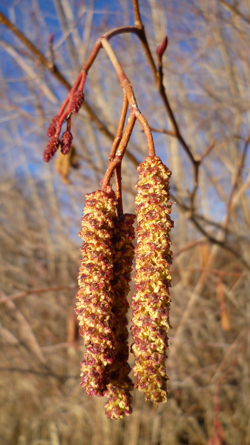 Alnus hirsuta photo 2
