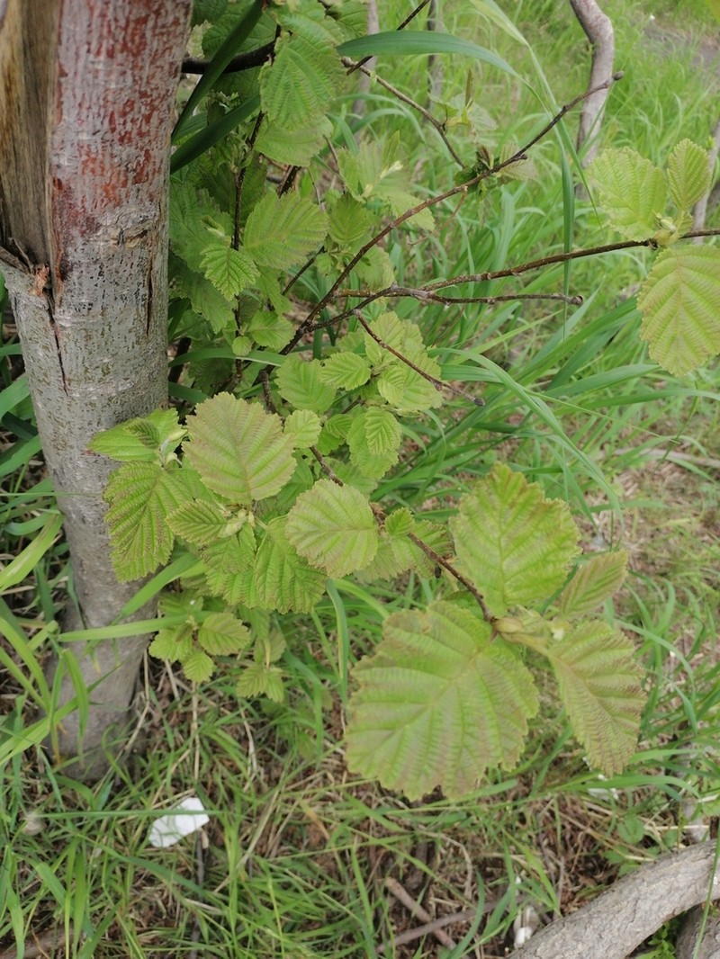 Alnus hirsuta photo 3