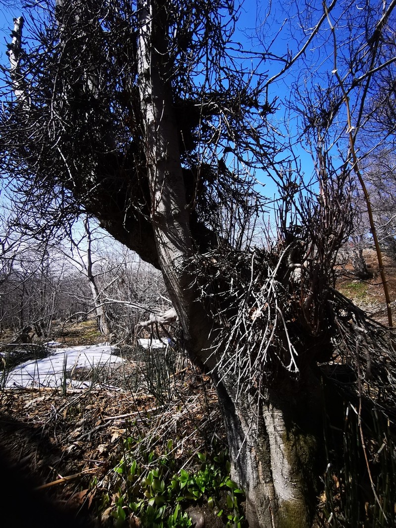 Alnus hirsuta photo 4