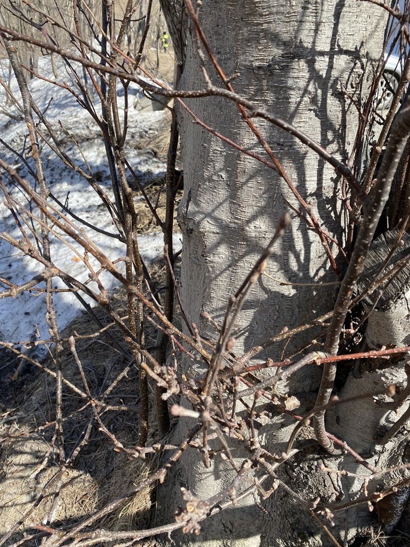 Alnus hirsuta photo 5