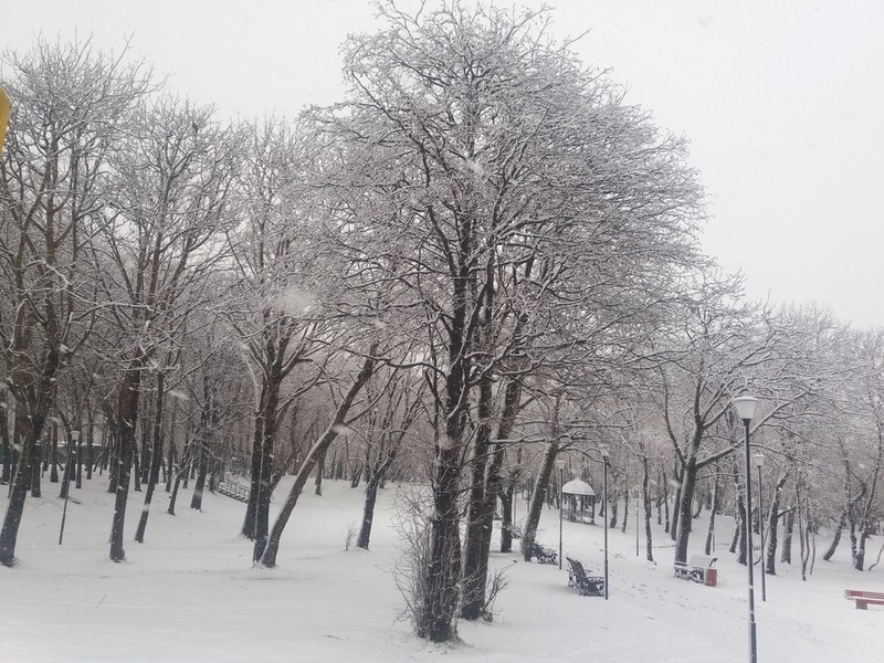 Alnus hirsuta photo 6