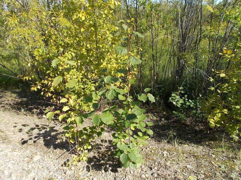 Alnus hirsuta photo 7