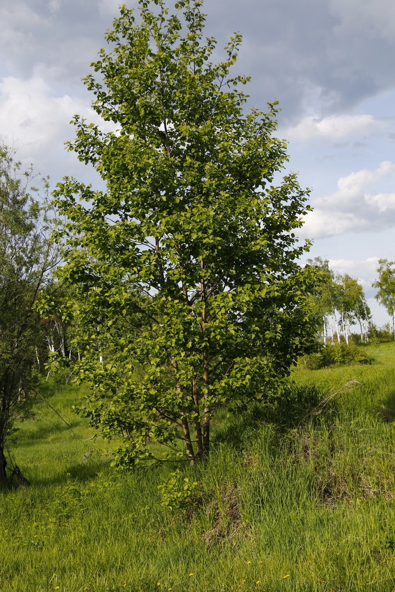 Alnus hirsuta photo 8
