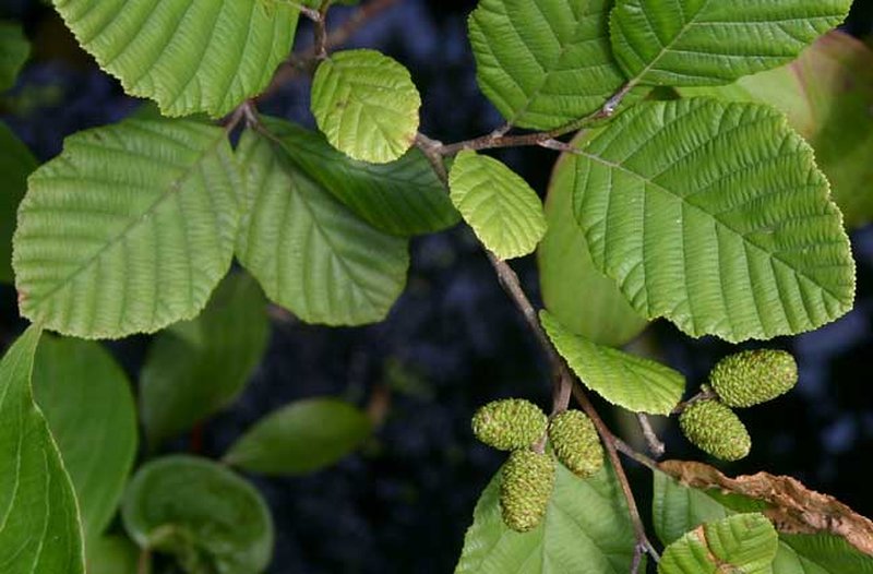 Gray Alder