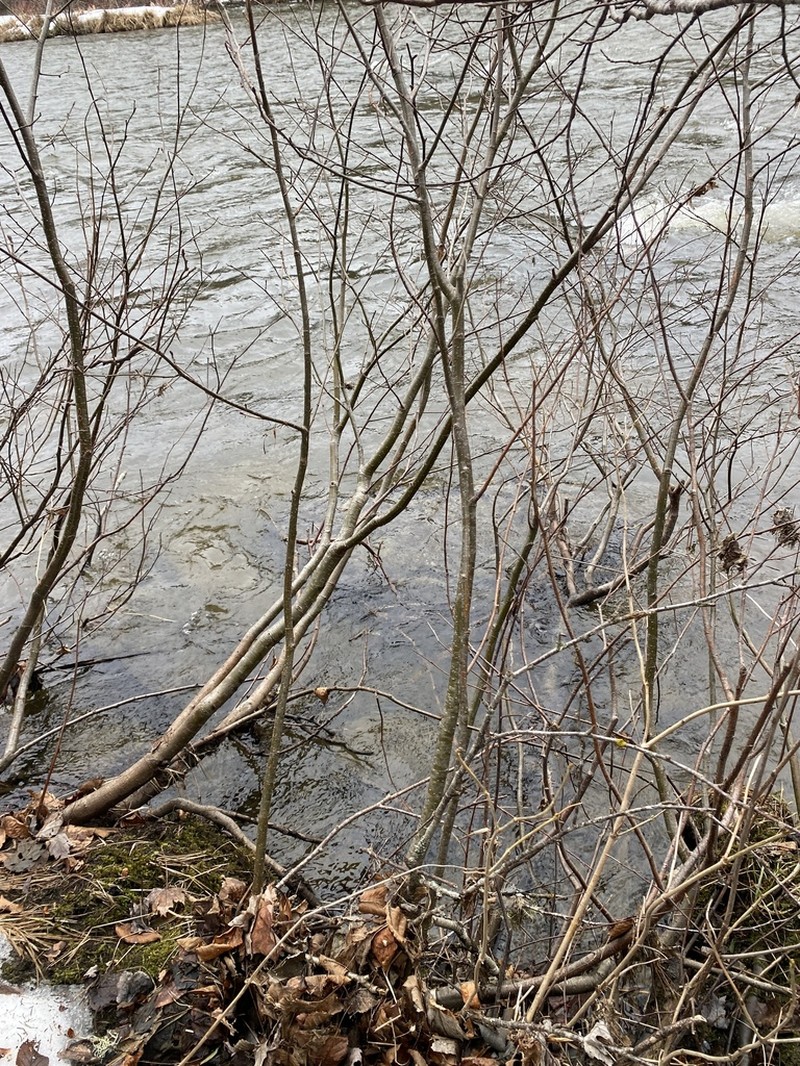 Gray Alder photo 3