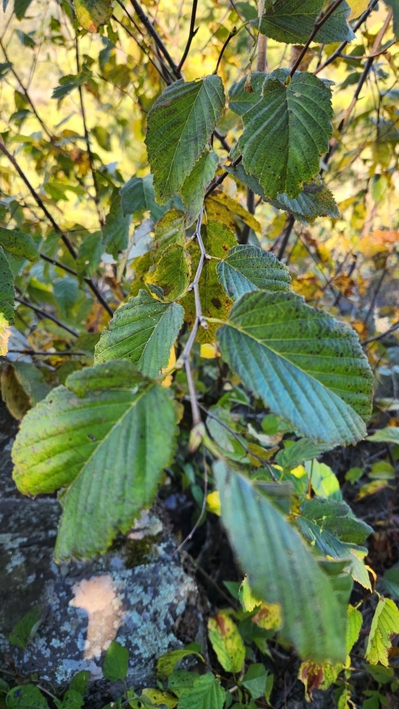 Gray Alder photo 4