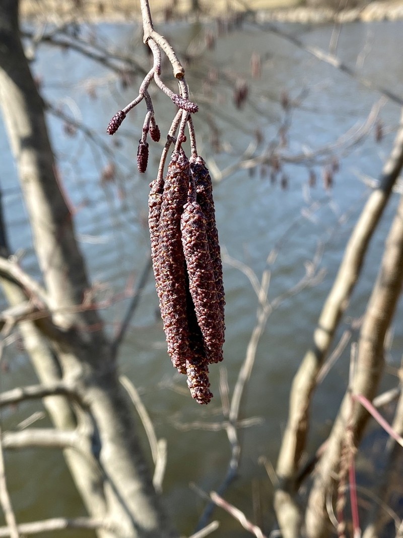 Gray Alder photo 5