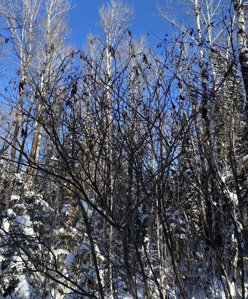 Gray Alder photo 6