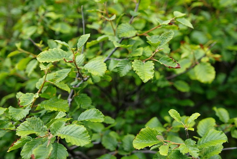 Gray Alder photo 7