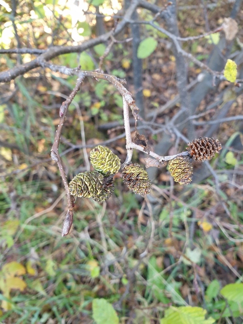 Gray Alder photo 8