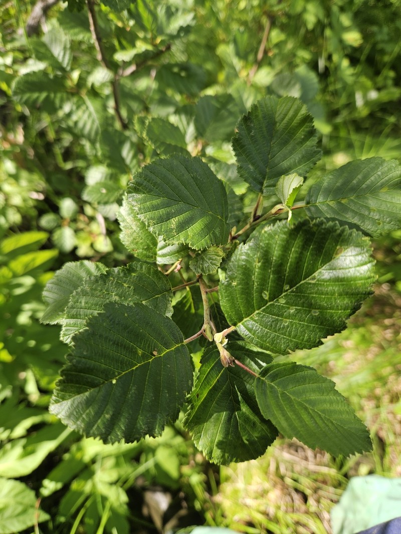 Alnus incana subsp. kolaensis