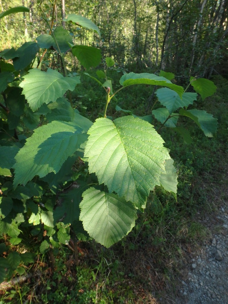 Alnus incana subsp. kolaensis photo 2