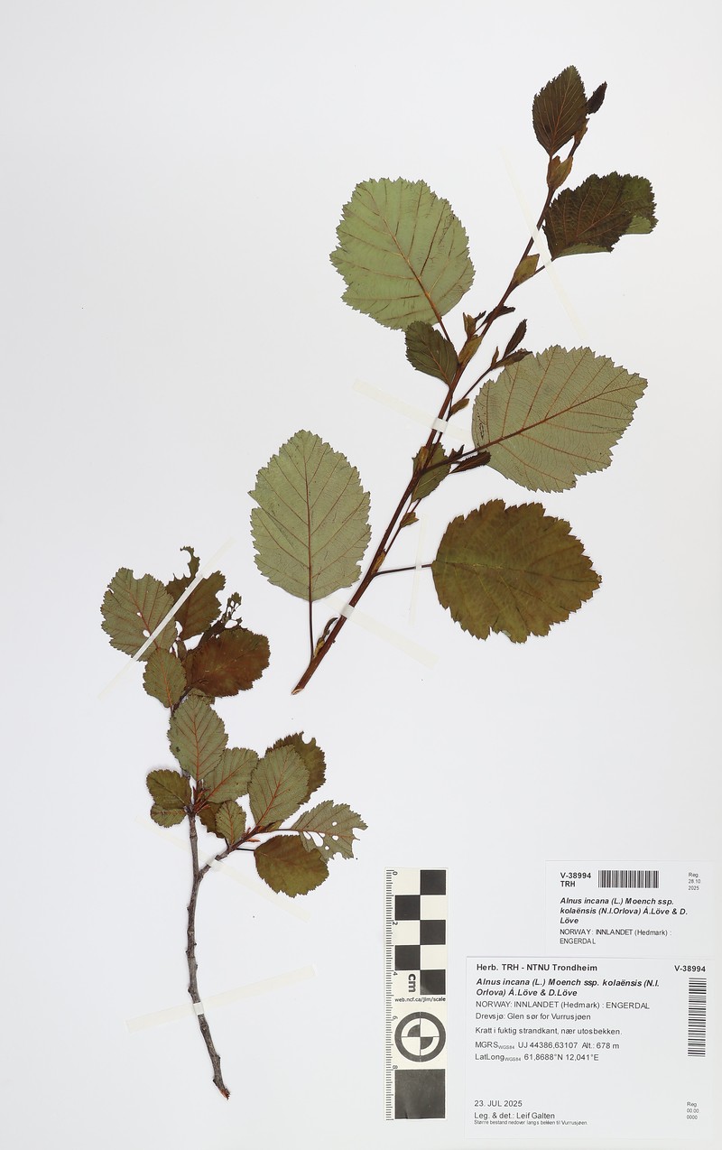 Alnus incana subsp. kolaensis photo 3