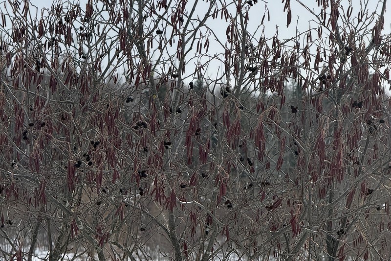 Alnus incana subsp. rugosa