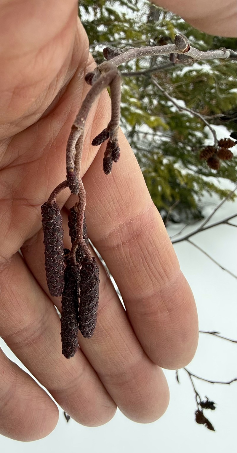Alnus incana subsp. rugosa photo 2