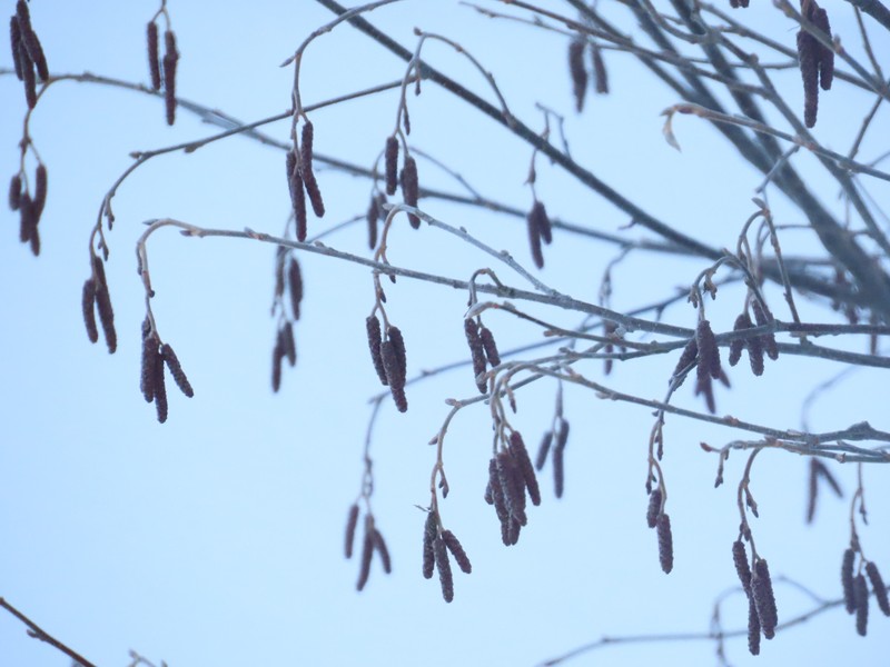 Alnus incana subsp. rugosa photo 3