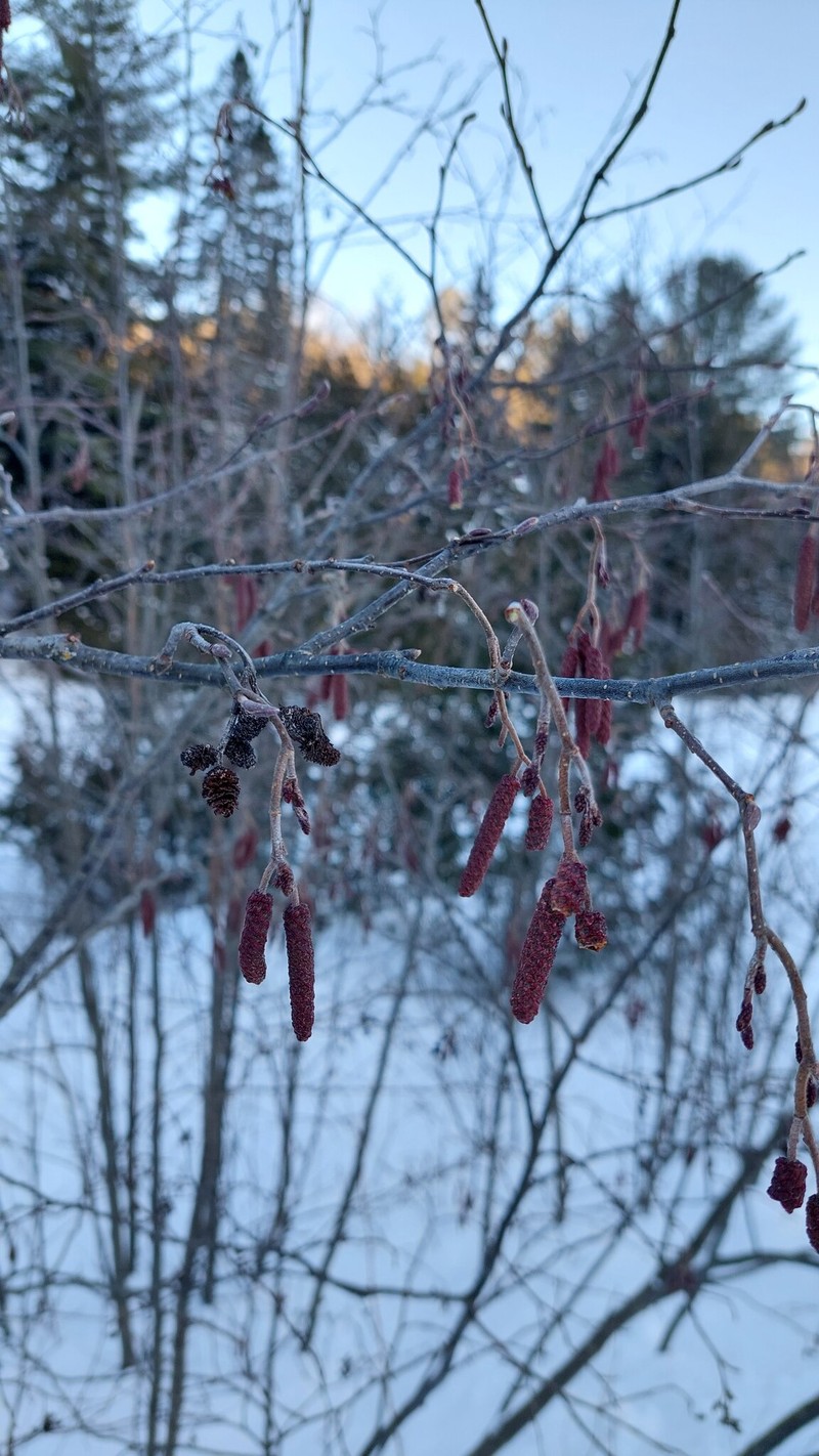 Alnus incana subsp. rugosa photo 4