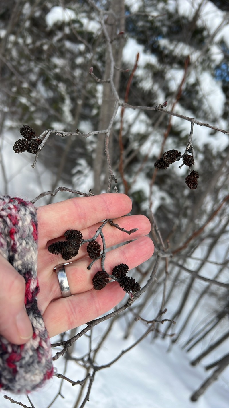 Alnus incana subsp. rugosa photo 5