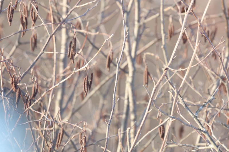 Alnus incana subsp. rugosa photo 7