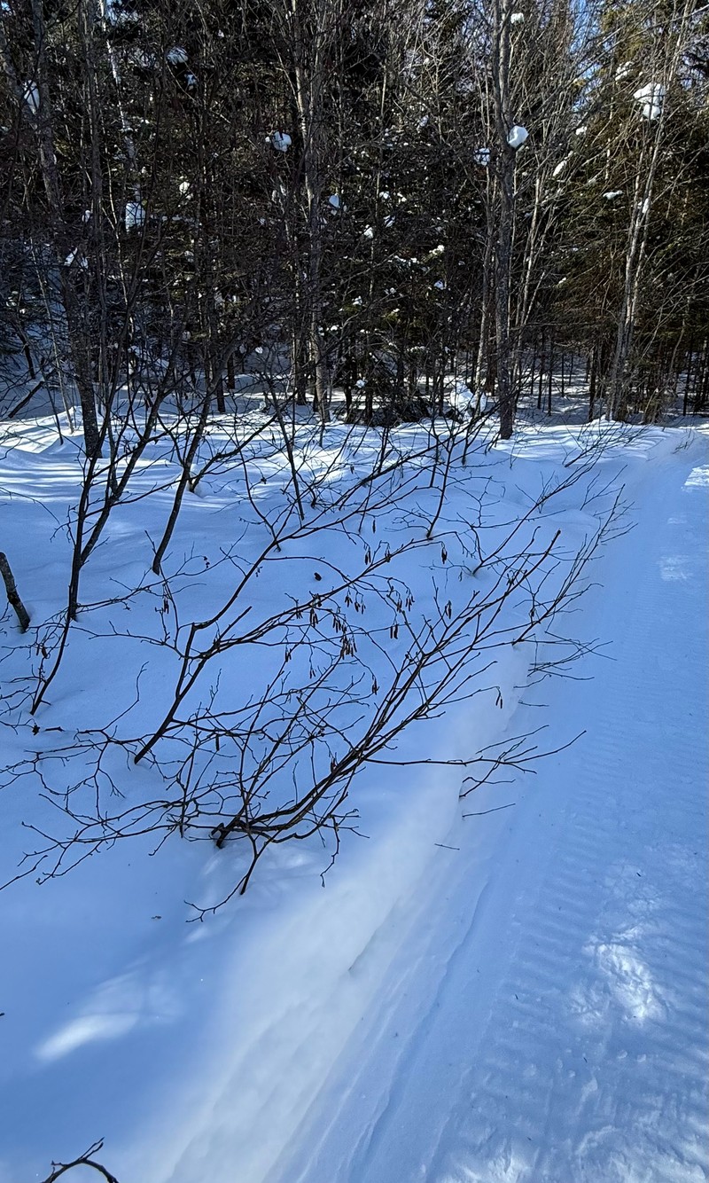 Alnus incana subsp. rugosa photo 8