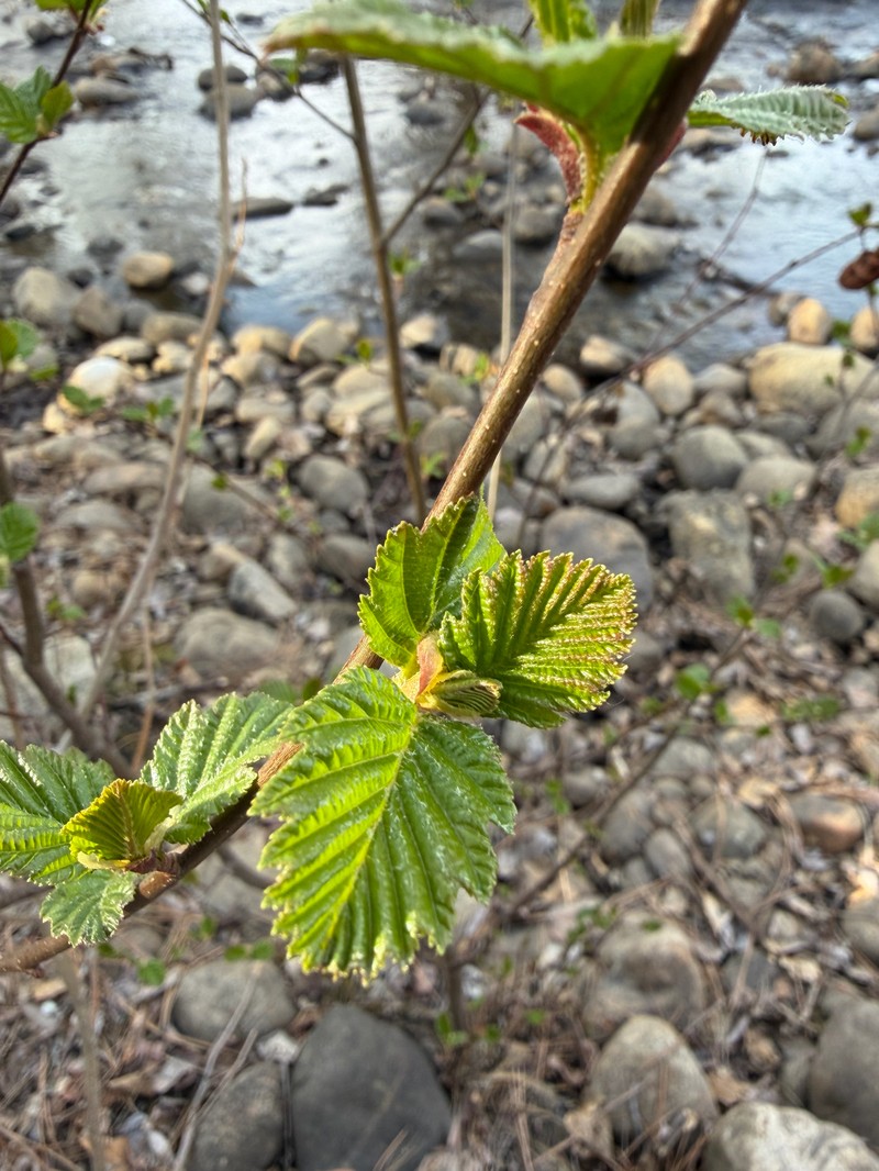 Alnus incana subsp. tenuifolia