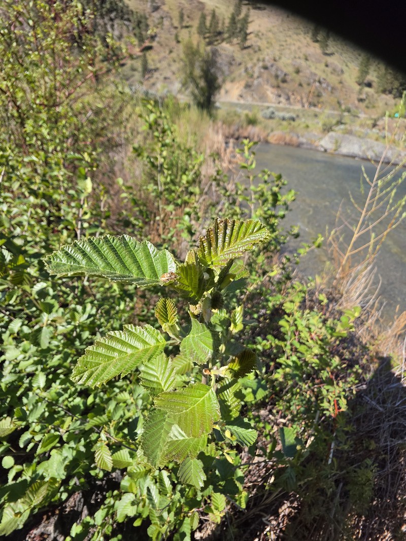 Alnus incana subsp. tenuifolia photo 2