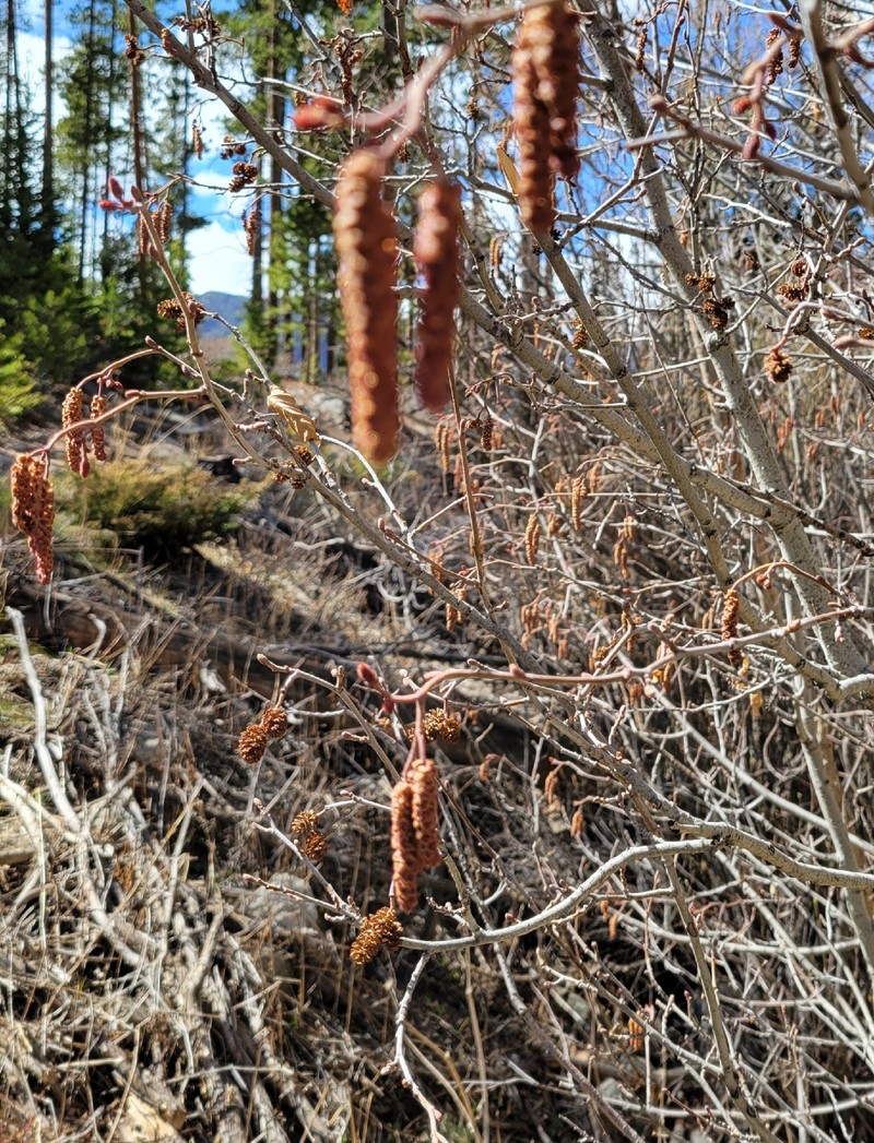 Alnus incana subsp. tenuifolia photo 3