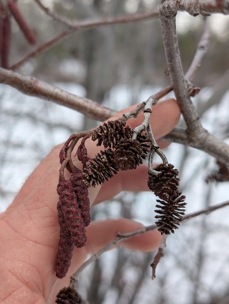 Alnus incana subsp. tenuifolia photo 4