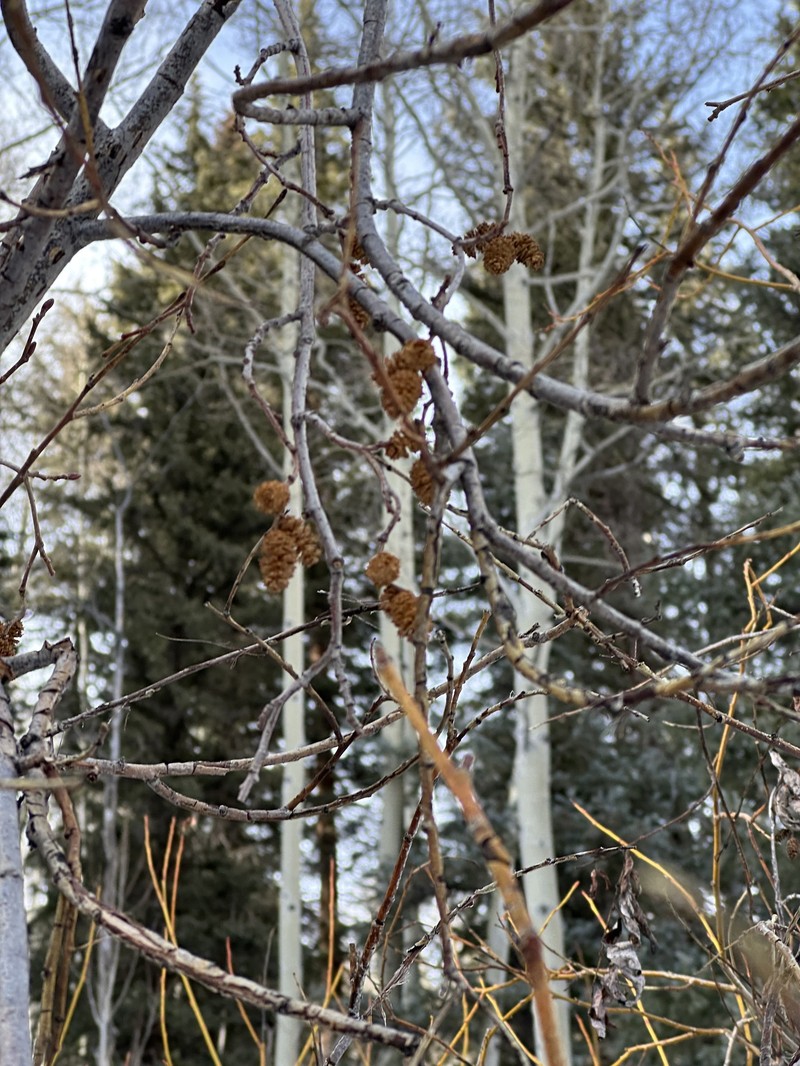 Alnus incana subsp. tenuifolia photo 6
