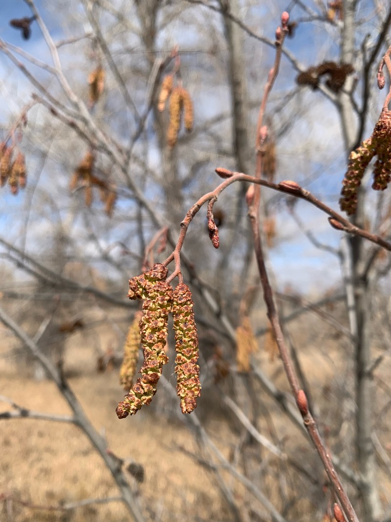 Alnus incana subsp. tenuifolia photo 7