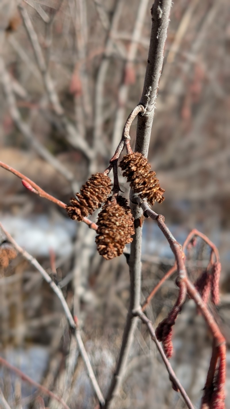 Alnus incana subsp. tenuifolia photo 8