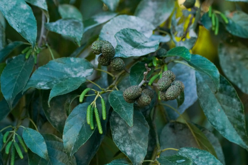 Japanese Alder photo 2