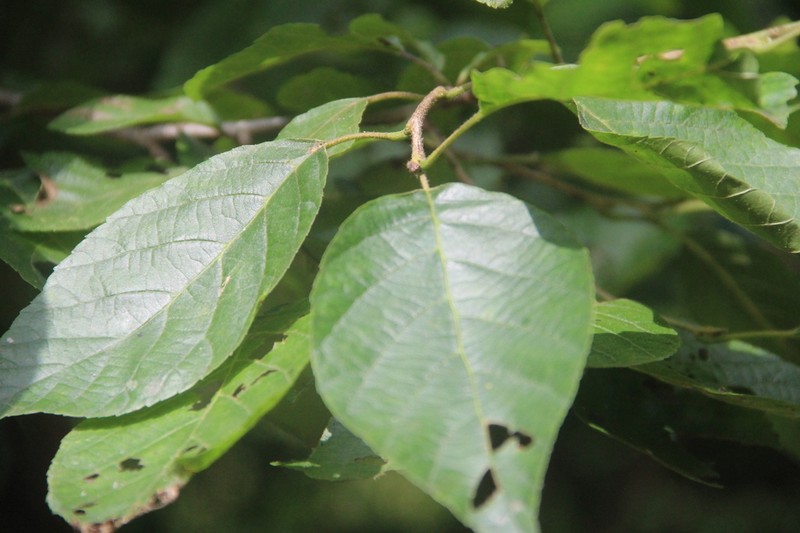 Japanese Alder photo 3