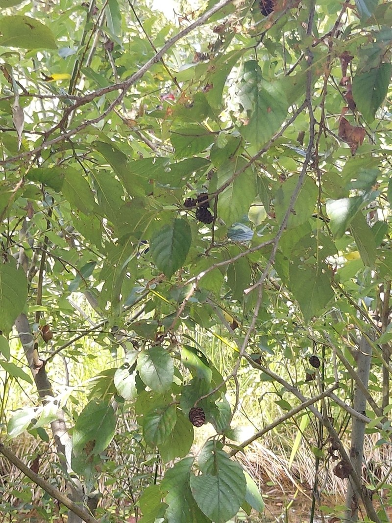 Japanese Alder photo 4