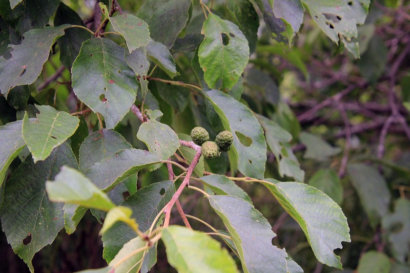 Japanese Alder photo 5