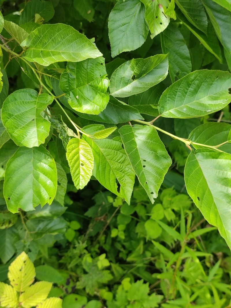 Japanese Alder photo 6