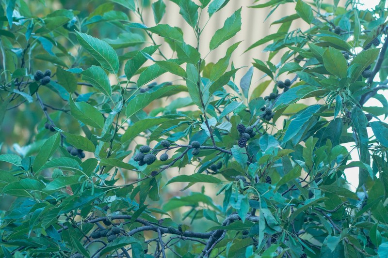Japanese Alder photo 7