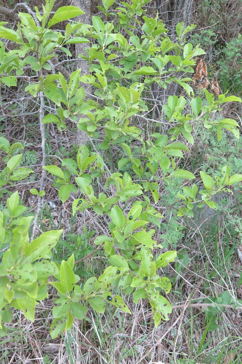 Japanese Alder photo 8