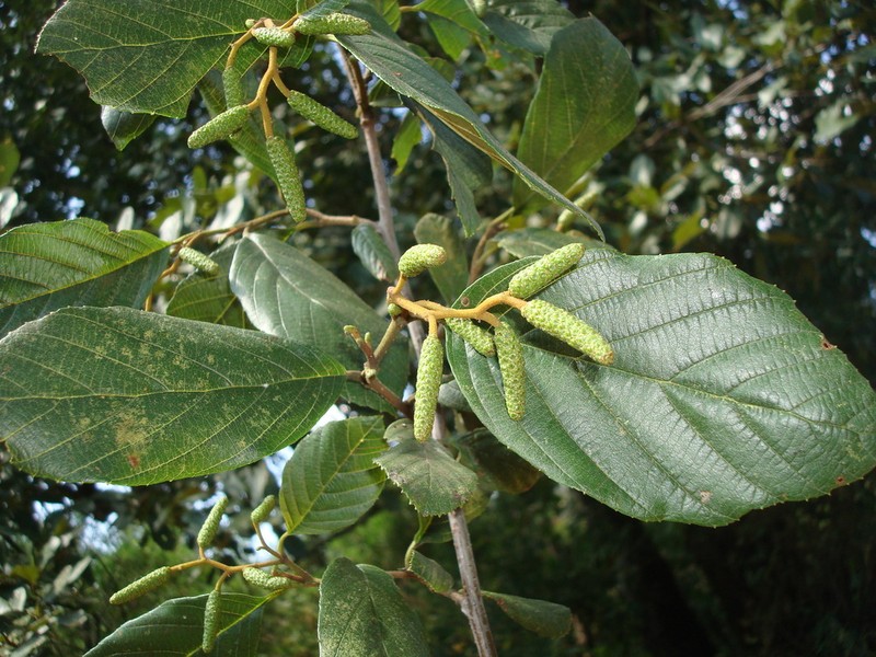 Alnus jorullensis photo 2