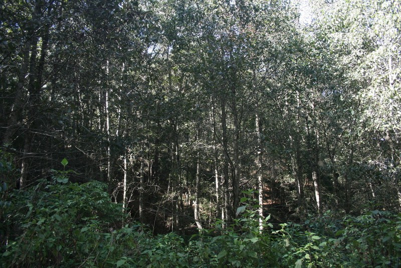 Alnus jorullensis photo 3