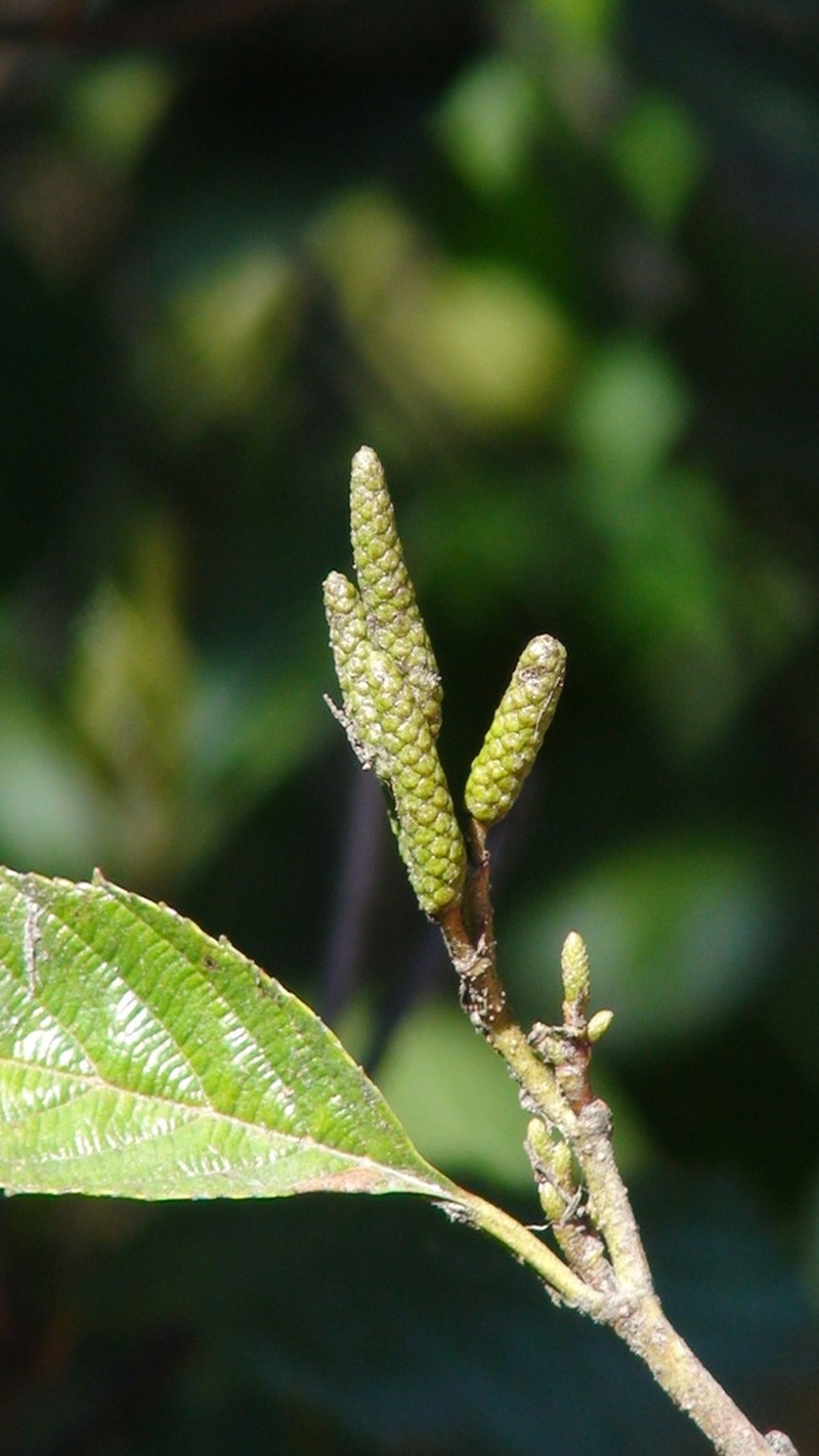 Alnus jorullensis photo 4
