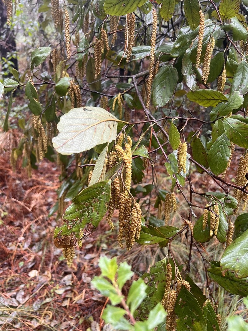 Alnus jorullensis photo 5