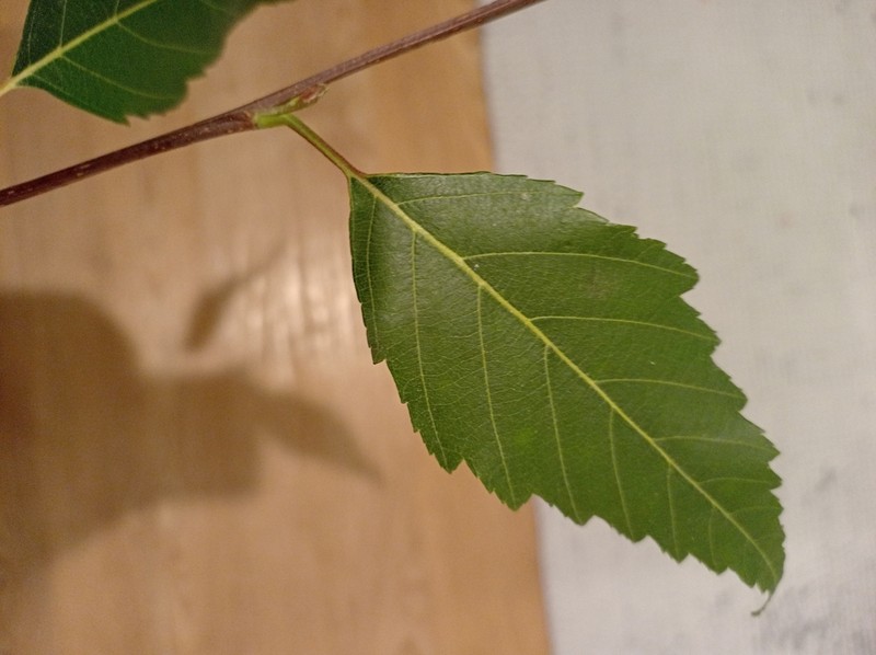 Alnus jorullensis photo 6