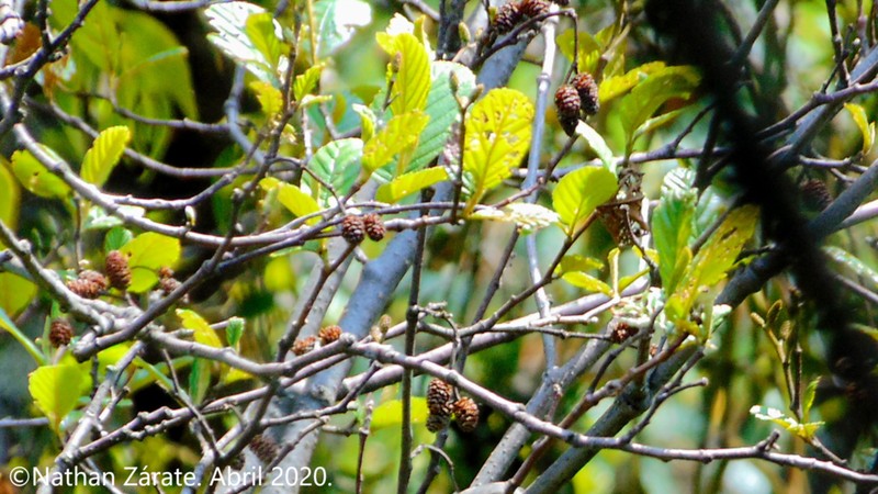 Alnus jorullensis photo 7