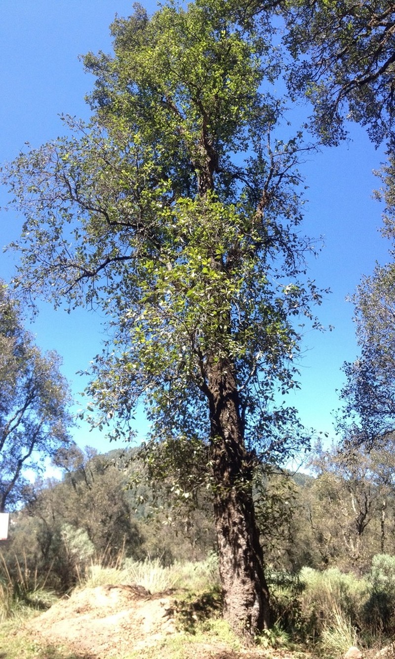 Alnus jorullensis photo 8